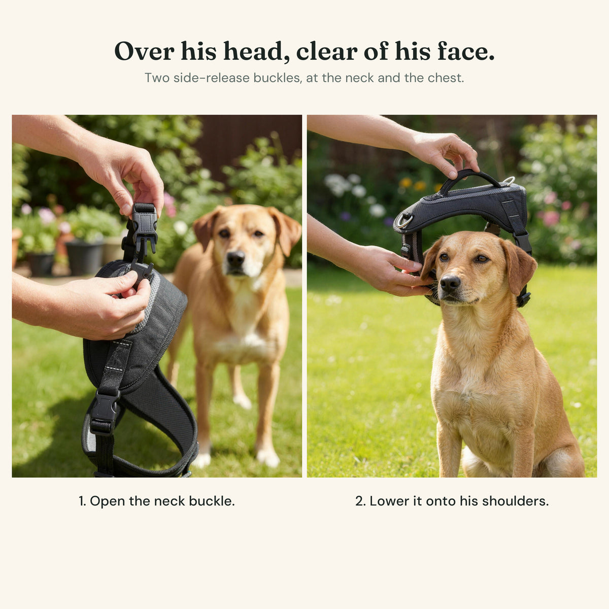 Two frames: the neck buckle held open, then the harness lowered onto the dog's shoulders with his face completely clear.
